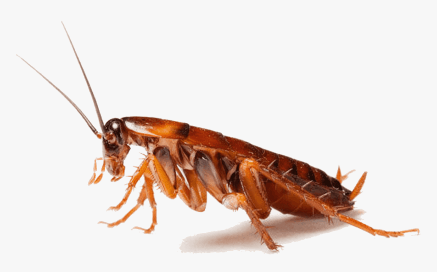 Marsh & Co Cockroach header